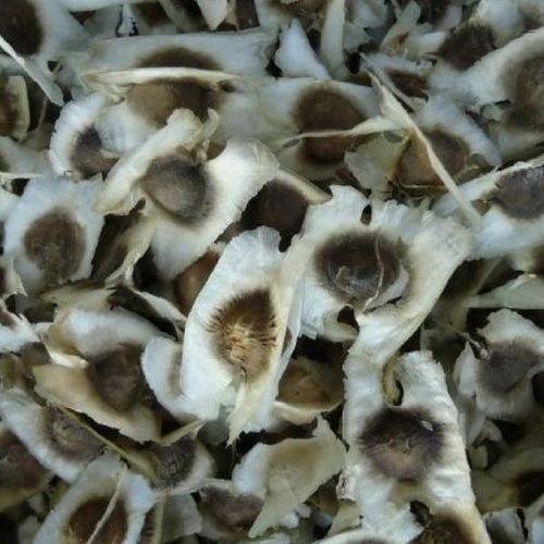 MORINGA